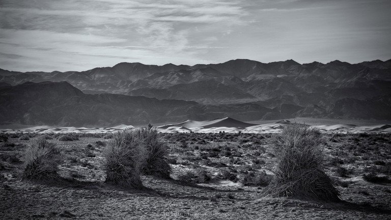 Devil's Corn Field, Death Valley (USA, 2013)