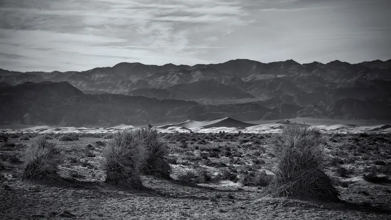 Devil's Corn Field, Death Valley (USA, 2013)