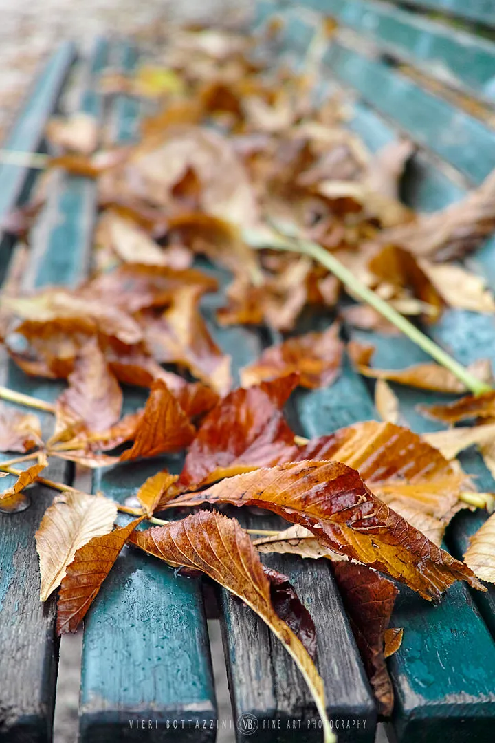 Leaves (Italy, 2012)