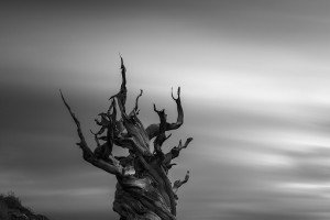 Ancient Bristlecone Pine Forest, CA (USA, 2025)