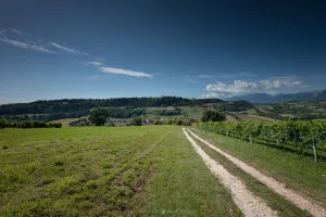 Voigtlander Super Wide-Heliar 15mm after surgery test shot