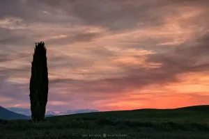 Val d'Orcia Cypresses (Italy, 2017)