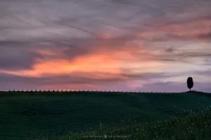 Val d'Orcia's cypresses (Italy, 2017)