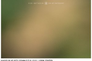 Hasselblad XCD 135mm | Close Focus | Center | f/11